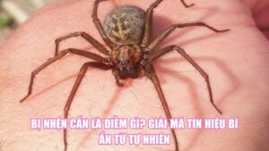 Cây Lưỡi Hổ Ra Hoa Là Điềm Gì? Giải Mã Bí Ẩn Về May Mắn