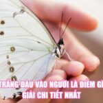 Bướm Trắng Đậu Vào Người Là Điềm Gì? Luận Giải Chi Tiết Nhất