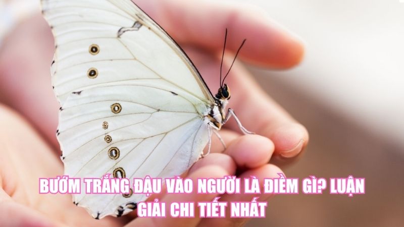 Bướm Trắng Đậu Vào Người Là Điềm Gì? Luận Giải Chi Tiết Nhất