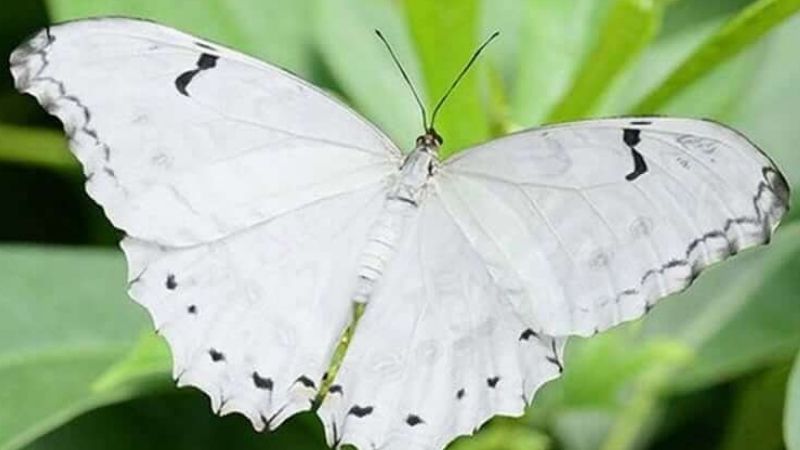Bướm trắng đậu vào người là điềm gì?