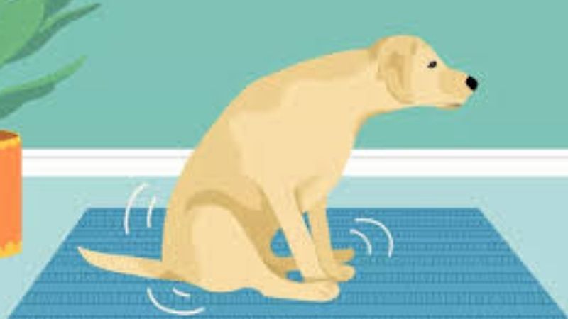 Các yếu tố ảnh hưởng đến ý nghĩa điềm báo chó lê trôn