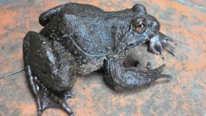 Cách ứng xử khi thấy ếch nhảy vào nhà