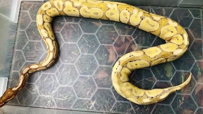 Cách xử lý khi gặp trăn bò vào nhà