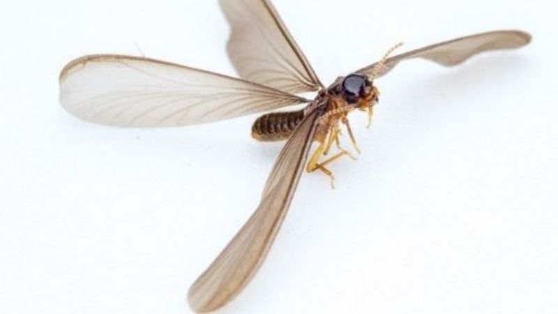 Cách xử lý khi mối vào nhà