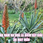 Cây Nha Đam Ra Hoa Là Điềm Gì? Giải Mã Bí Ẩn May Mắn