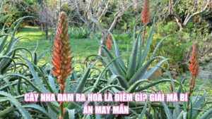 Cây Lưỡi Hổ Ra Hoa Là Điềm Gì? Giải Mã Bí Ẩn Về May Mắn