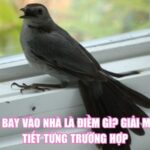 Chim Bay Vào Nhà Là Điềm Gì? Giải Mã Chi Tiết Từng Trường Hợp