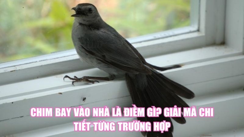 Chim Bay Vào Nhà Là Điềm Gì? Giải Mã Chi Tiết Từng Trường Hợp