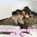 Chim én bay vào nhà là điềm gì? Giải mã tín hiệu cát lành