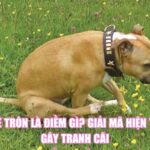 Chó Lê Trôn Là Điềm Gì? Giải Mã Hiện Tượng Gây Tranh Cãi