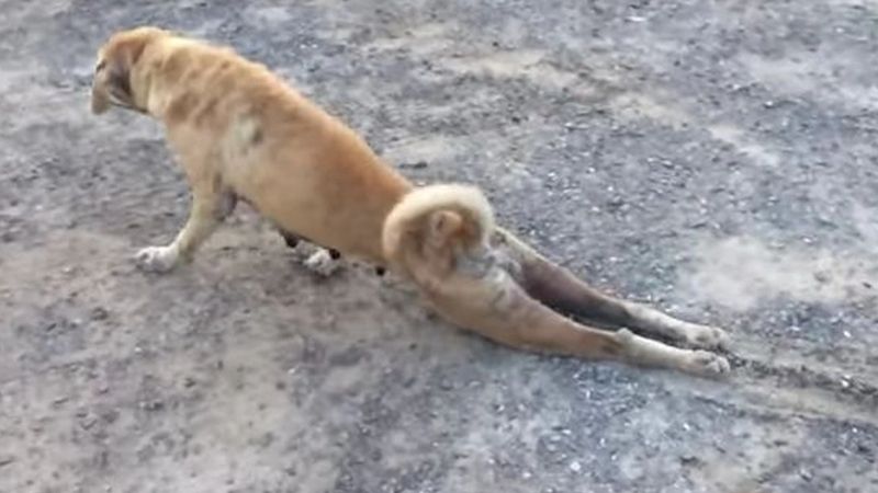 Chó lê trôn là gì? Cách nhận biết chính xác hiện tượng