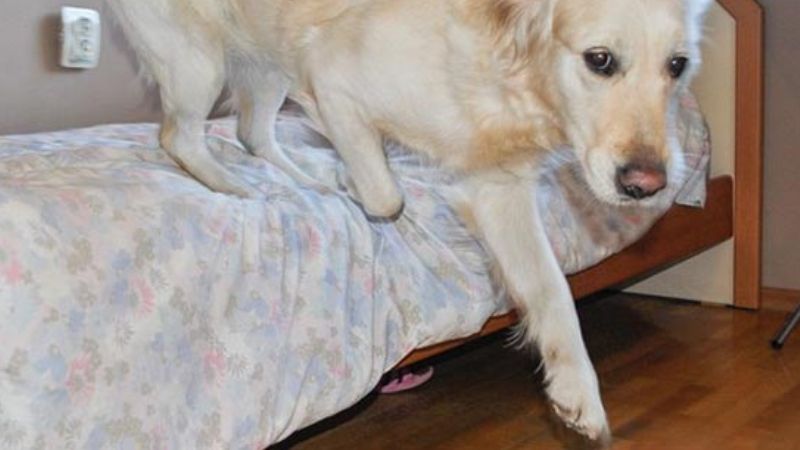 Chó lên giường nằm dưới góc nhìn khoa học & hành vi