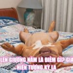 Chó Lên Giường Nằm Là Điềm Gì? Giải Mã Hiện Tượng Kỳ Lạ