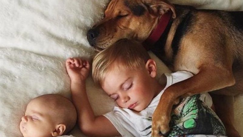 Chó lên giường nằm là điềm gì theo dân gian?