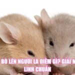 Chuột Bò Lên Người Là Điềm Gì? Giải Mã Tâm Linh Chuẩn