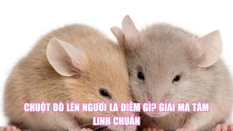 Chuột Bò Lên Người Là Điềm Gì? Giải Mã Tâm Linh Chuẩn