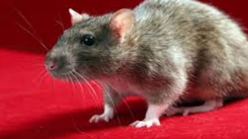 Chuột bò lên người là điềm gì? 