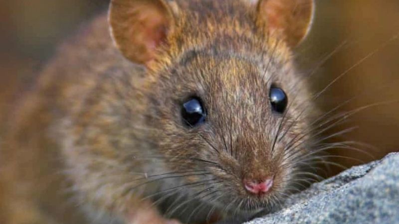 Chuột trong phong thủy và văn hóa 