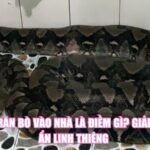 Con Trăn Bò Vào Nhà Là Điềm Gì? Giải Mã Bí Ẩn Linh Thiêng