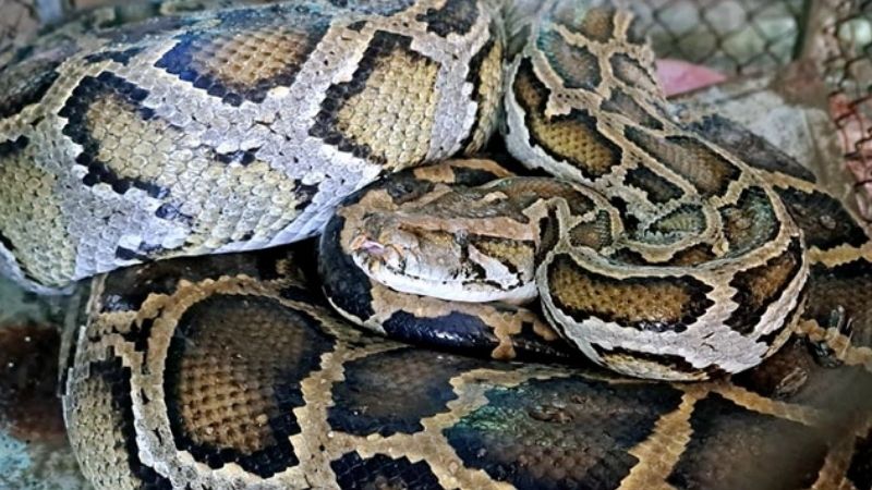 Con trăn bò vào nhà là điềm gì?