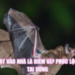 Dơi Bay Vào Nhà Là Điềm Gì? Phúc Lộc Hay Tai Ương
