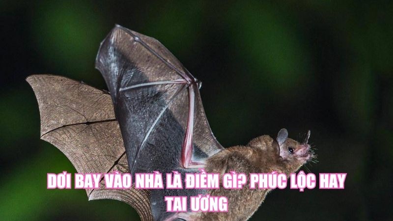 Dơi Bay Vào Nhà Là Điềm Gì? Phúc Lộc Hay Tai Ương