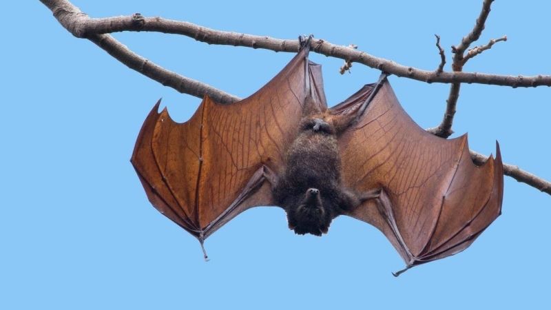 Dơi bay vào nhà là điềm gì? Tốt hay xấu?