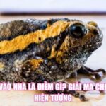 Ếch Vào Nhà Là Điềm Gì? Giải Mã Chi Tiết Hiện Tượng