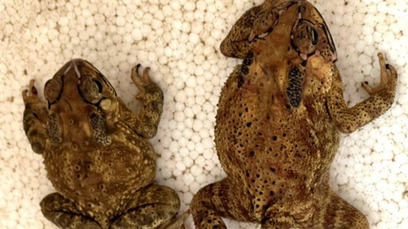 Ếch vào nhà là điềm gì theo quan niệm dân gian?