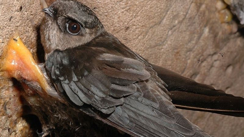 Giải mã hiện tượng chim én bay vào nhà là điềm gì?