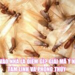 Mối Vào Nhà Là Điềm Gì? Giải Mã Ý Nghĩa Tâm Linh Và Phong Thủy