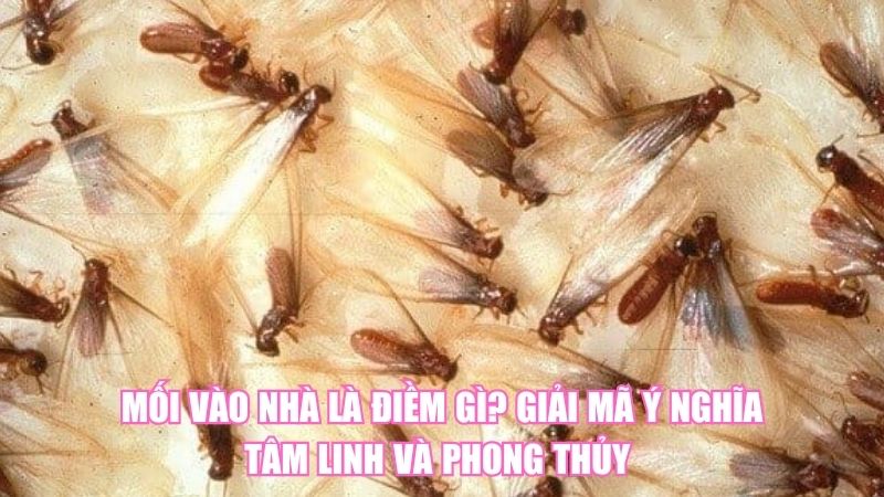 Mối Vào Nhà Là Điềm Gì? Giải Mã Ý Nghĩa Tâm Linh Và Phong Thủy