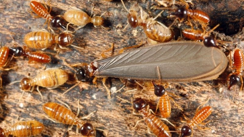 Mối vào nhà là điềm gì theo dân gian?