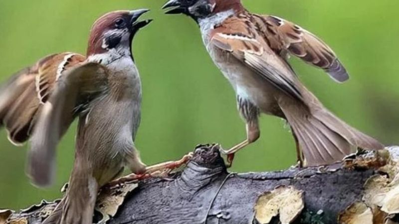 So sánh chim én với các loài chim khác