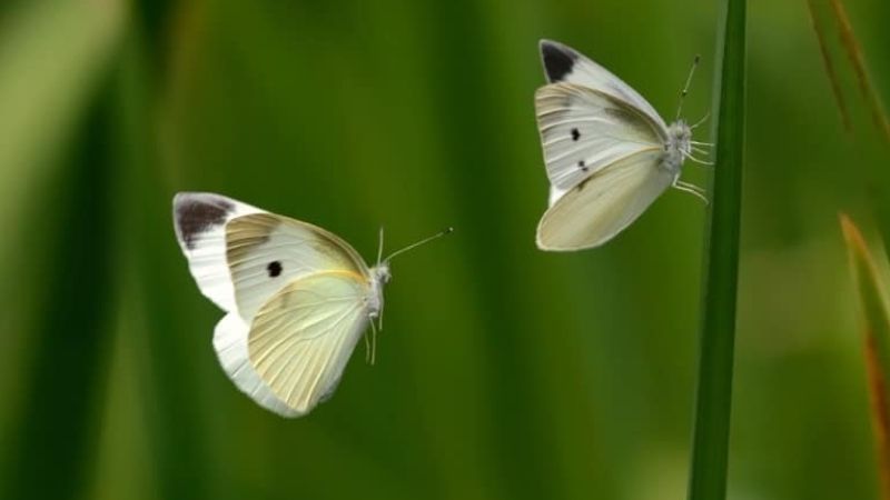 So sánh ý nghĩa giữa bướm trắng và các loài bướm khác