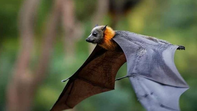 Ý nghĩa phong thủy của dơi trong văn hóa Á Đông