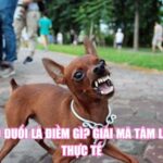 Bị Chó Đuổi Là Điềm Gì? Giải Mã Tâm Linh Và Thực Tế