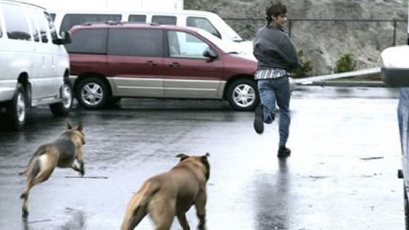 Bị Chó Đuổi Là Điềm Gì Trong Quan Niệm Dân Gian Việt Nam