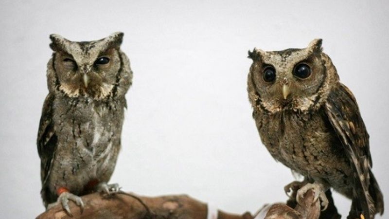 Chim Cú Mèo Trong Văn Hóa Dân Gian Việt Nam