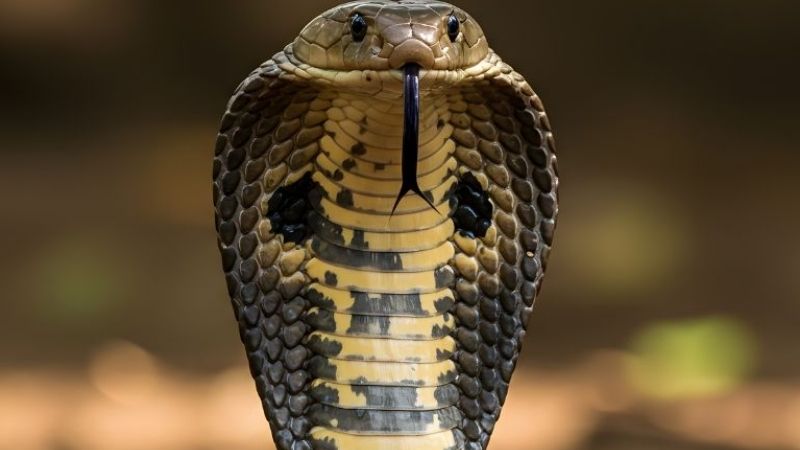 FAQ – Câu hỏi thường gặp về “mơ thấy rắn hổ mang đánh con gì”