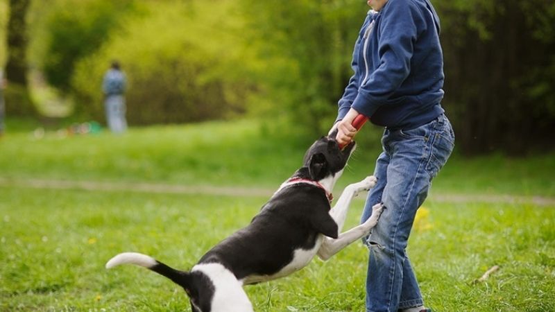 Giấc Mơ Thấy Chó Cắn – Từ Biểu Tượng Trung Thành Đến Điềm Báo Cảnh Tỉnh