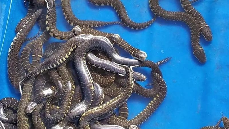 Giấc mơ thấy nhiều rắn: Ý nghĩa tổng quan và con số tương ứng