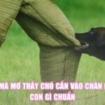 Giải Mã Mơ Thấy Chó Cắn Vào Chân Đánh Con Gì Chuẩn