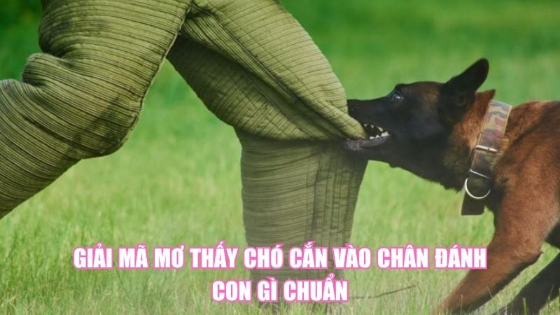 Giải Mã Mơ Thấy Chó Cắn Vào Chân Đánh Con Gì Chuẩn