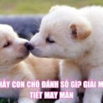 Mơ Thấy Con Chó Đánh Số Gì? Giải Mã Chi Tiết May Mắn