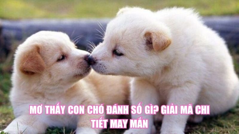 Mơ Thấy Con Chó Đánh Số Gì? Giải Mã Chi Tiết May Mắn