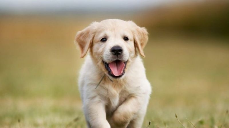 Mơ thấy con chó đánh số gì?