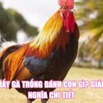 Mơ Thấy Gà Trống Đánh Con Gì? Giải Mã Ý Nghĩa Chi Tiết
