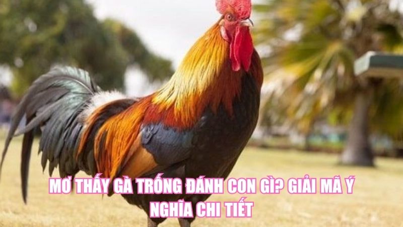 Mơ Thấy Gà Trống Đánh Con Gì? Giải Mã Ý Nghĩa Chi Tiết