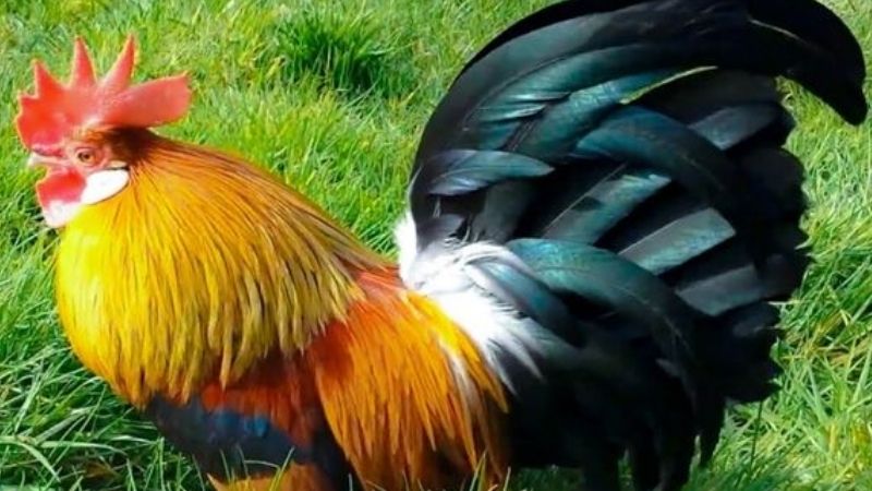 Mơ Thấy Gà Trống Đánh Con Gì?